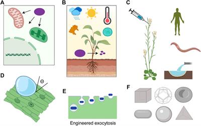 Frontiers | Principles Of Nanoparticle Design For Genome Editing In Plants